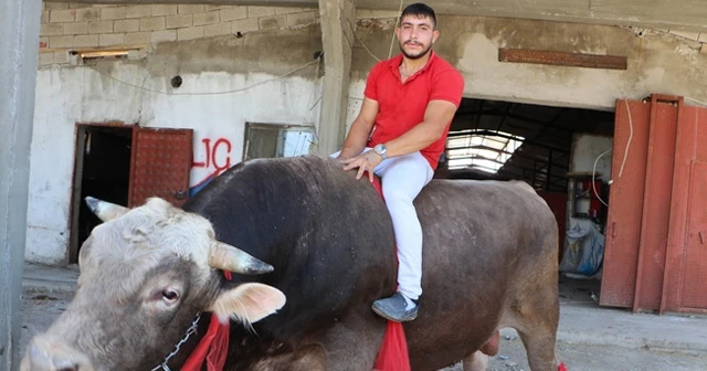 Gözü gibi baktığı boğanın üstünde matador gibi poz verdi