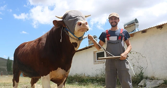 Günlük 9 kilo yem yiyen 1 tonluk boğa, alıcılarını bekliyor