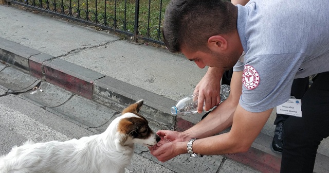 Güvenlik görevlisi susuz kalan sokak köpeğine eliyle su içirdi