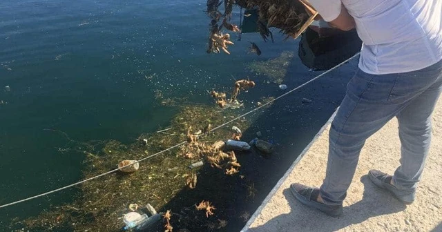 Kaçak avlanan kerevitler Eğirdir Gölü’ne salındı