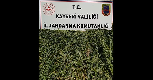 Kayseri'de bin 708 kök kenevir ele geçirildi