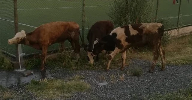 Koku gelince ortaya çıktı, kayıp hayvanlar 11 gün sonra halı sahada bulundu 1'i telef oldu