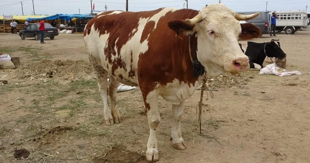 Kurban Bayramı'na bir gün kala bir ton 100 kilogramlık 'Pembe' isimli boğa alıcısını bekliyor