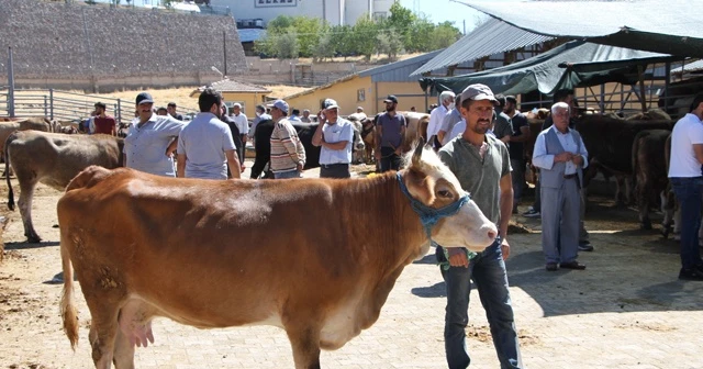Kurban pazarında son gün yoğunluğu