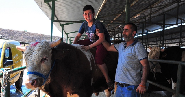 Kurbanlık tosun otomobil fiyatına satışa sunuldu