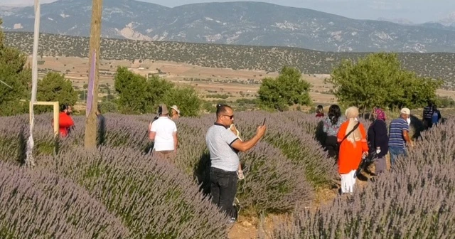 Lavanta kokulu köyde pandemi sakinliği