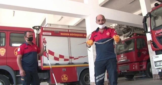 Mardin’in 'yılan terbiyecisi' iş başında