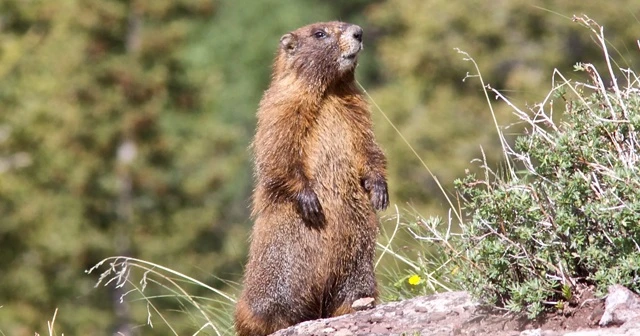 Marmot eti yiyen 2 kişide  veba tespit edildi