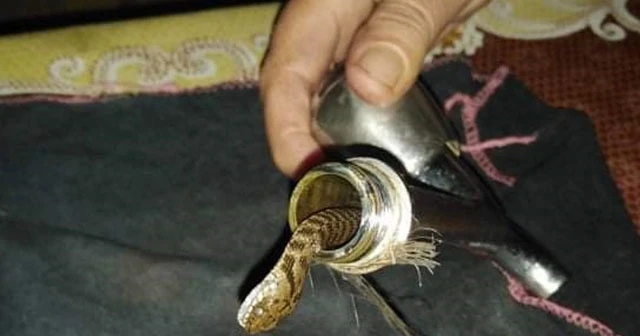 Musluktan yılan çıktı