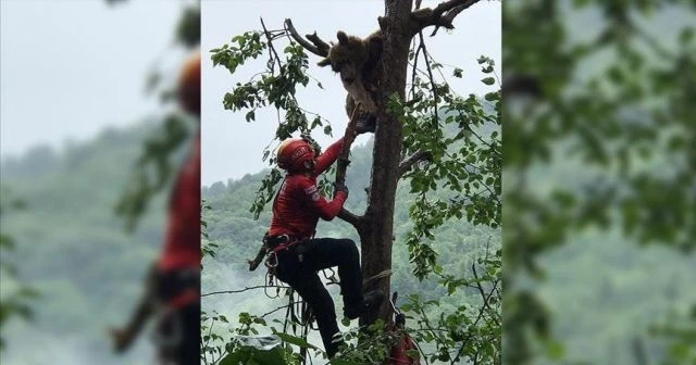 Rize&#039;de çıktığı ağaçta mahsur kalan ayı AKUT ekiplerince kurtarıldı