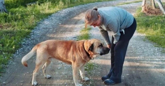 Sahipli köpeği tüfekle öldürüp kumsala gömdüler