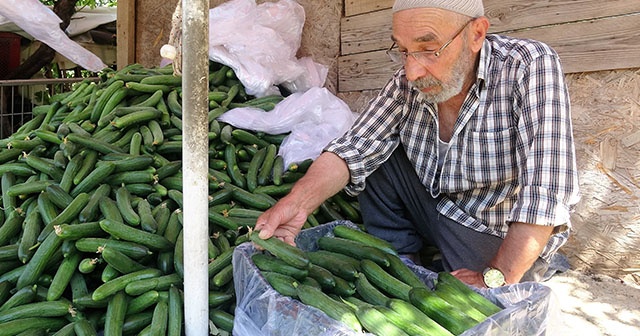 Salatalık fiyatları tarlada düşüşe geçti