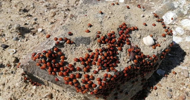 Saros sahilleri uğur böcekleri ile kırmızıya büründü