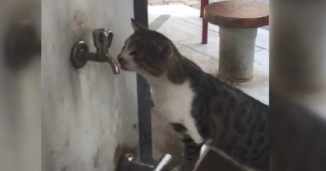 Sıcaktan bunalan kediler çeşmelere koştu