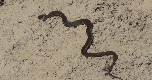 Sulama kanalında yılan paniği