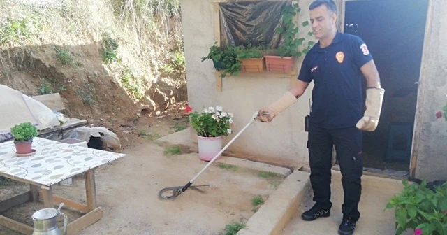 Tandıra giren yılan itfaiye ekiplerini harekete geçirdi