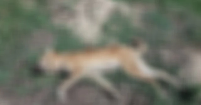 Tarsus'ta 4 köpeği zehirlediler