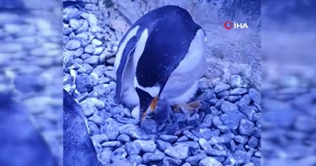 Türkiye’nin ilk bebek pengueni İstanbul Akvaryum’da dünyaya geldi