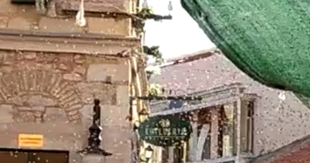 Urla'yı arılar bastı, görenler şaşırdı
