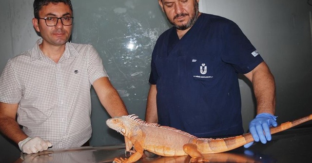 Üsküdar&#039;da 1 metre 12 santimetre boyunda iguana bulundu