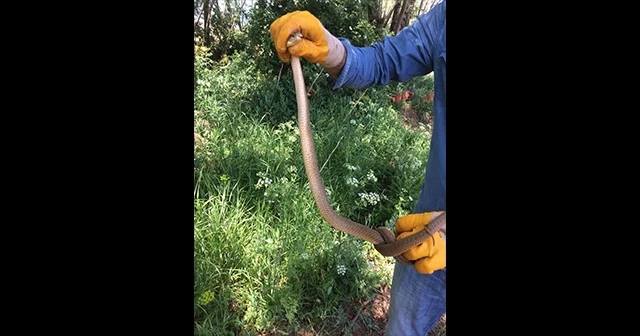Yakaladığı yılanı tekrar doğaya bıraktı