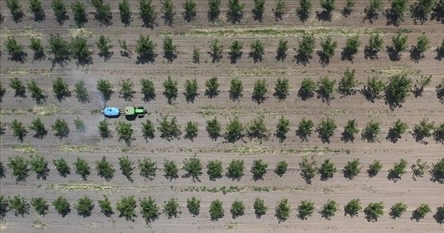 11 milyon metrekare Hazine arazisi ağaçlandırma için kiraya verildi