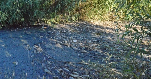 Adıyaman'da toplu balık ölümlerine inceleme başlatıldı