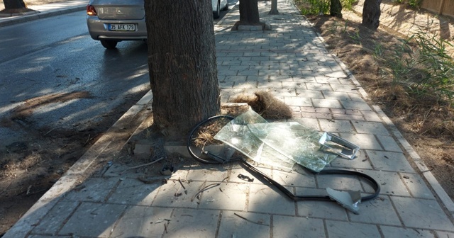 Ağaca çarpan otomobilin sürücüsü hayatını kaybetti