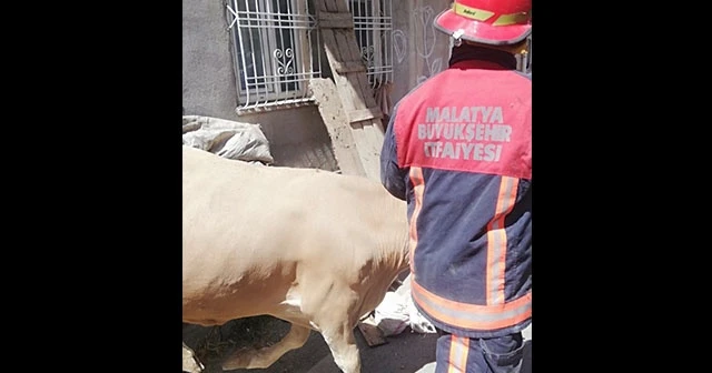 Ahır çöktü hayvanlar kurtarıldı