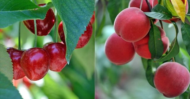 Almanya&#039;ya en çok kiraz, Rusya&#039;ya şeftali satıldı