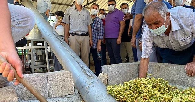 Antep Fıstığı hasadına başlandı