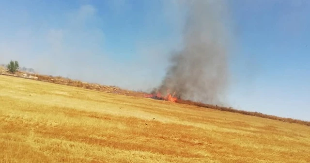 Ateşe verilen tarlalarda kaplumbağalar da yanarak can verdi