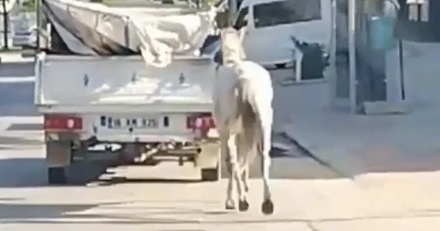 Atı kamyonetin arkasına bağlayıp koşturdu