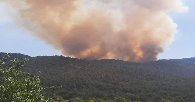 Başkentte ormanlık alanda yangın