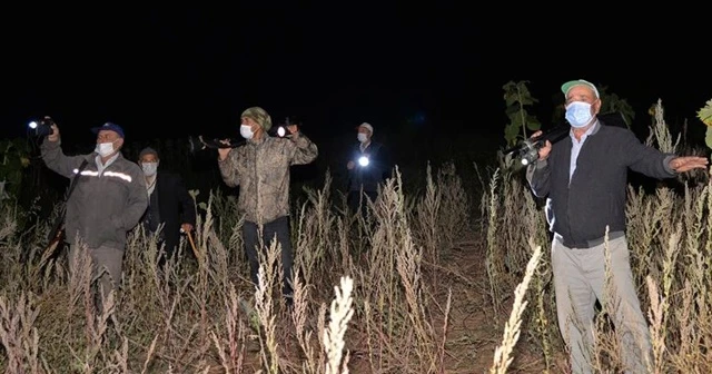 Bilecikli çiftçiler 25 gündür 'domuz nöbetinde'