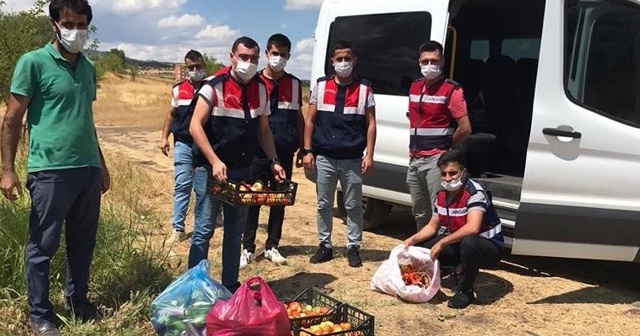 Bingöl’de jandarma, Covid-19 hastasının bahçesinde hasat yaptı