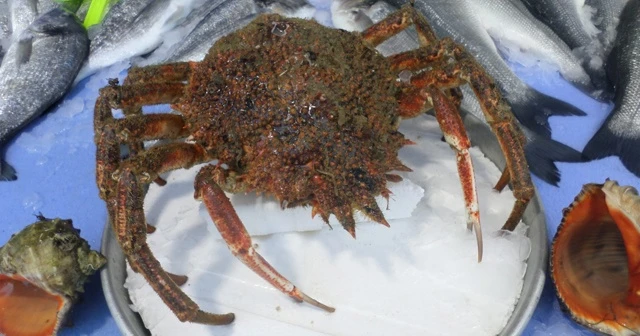 Bursa'da denizden çıkan nadir canlı, balıktan daha pahalıya alıcı buldu