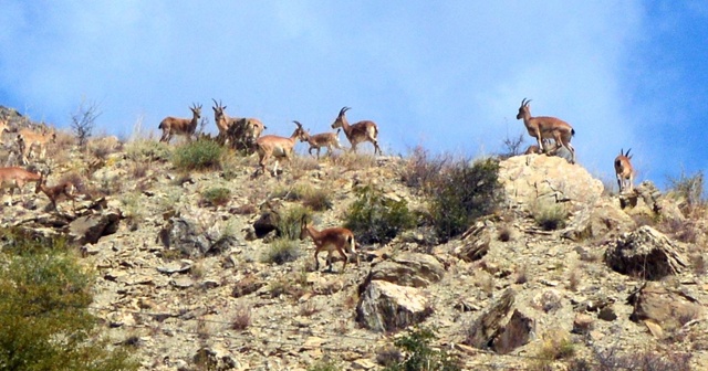 Erzincan’da dağ keçileri sürü halinde görüntülendi