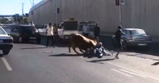 Kaçan boğa sahibini yol ortasında yere serdi