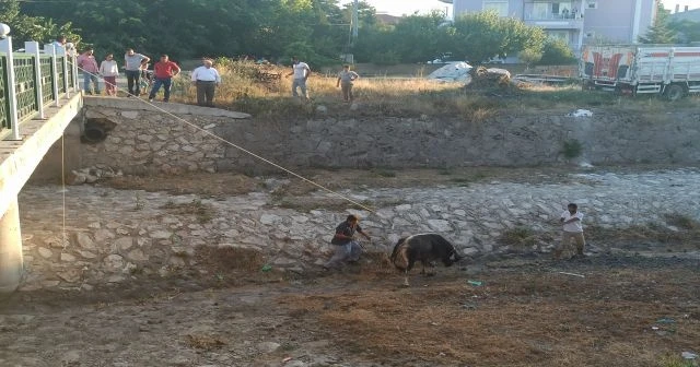Kaçan kurbanlığı 3 saatin sonunda yakalayabildiler
