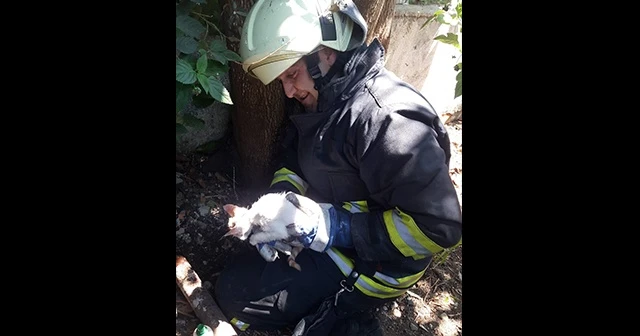 Kafası demir boruya sıkışan yavru kedi kurtarıldı