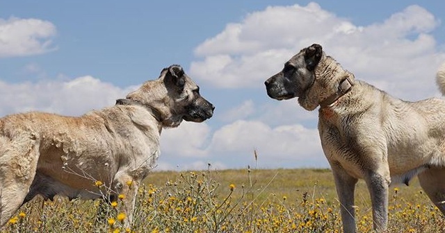 Kangal köpeklerine çipli takip