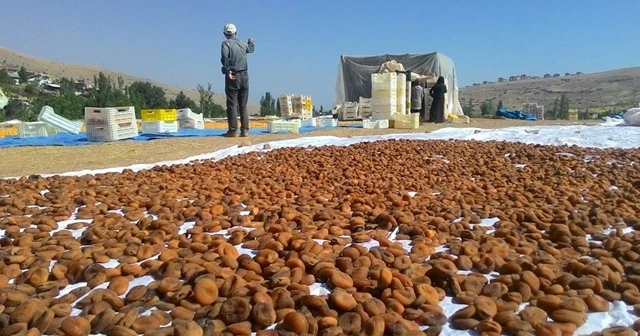 Kayısıda hasadın sonuna gelindi