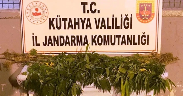 Kenevir sularken suçüstü yakalandılar