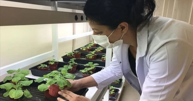 Kovid-19'a karşı 'yeşil bitki'den aşı çalışmasında sevindirici gelişme