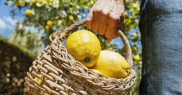 Limon ihracatında ön izin şartı kaldırıldı