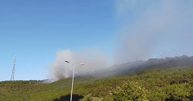 Maltepe'de ormanlık alanda yangın çıktı