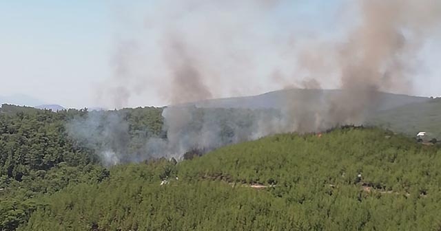 Muğla Milas’ta orman yangını