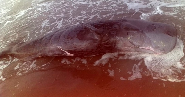 Nehrin döküldüğü yere yavru ölü balina vurdu