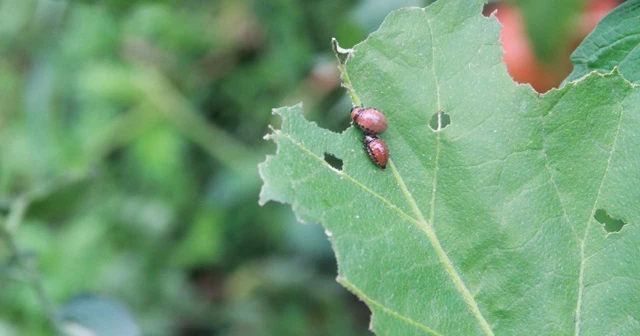 Rize’de vampir kelebeğin ardından patates böceği kabusu